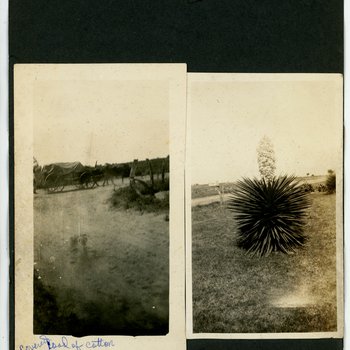 Covered Wagon and Blooming Yucca