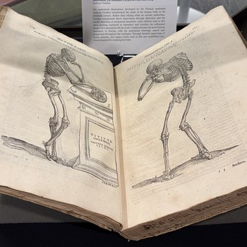 Anatomia (1604)