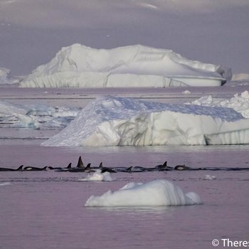 Orca Hunt