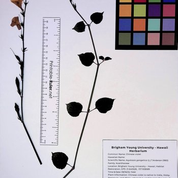 Chinese Violet