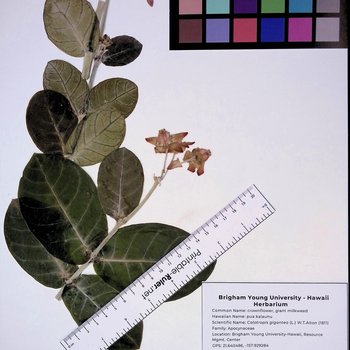 Pua Kalaunu