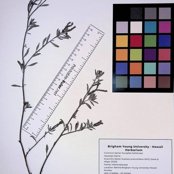 Fourspike Heliotrope