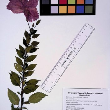 Red Chinese Hibiscus