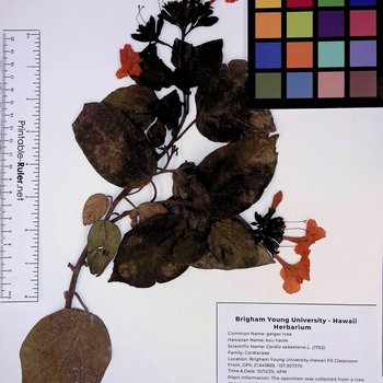 Geiger Tree