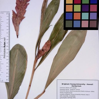 ʻAwapuhi ʻulaʻula