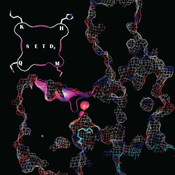 A methyltransferase (SETD3) is thinking how to maximize its target specificity during COVID-19 shelter-in-place requirements.