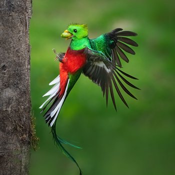 Legend of Resplendent Quetzal