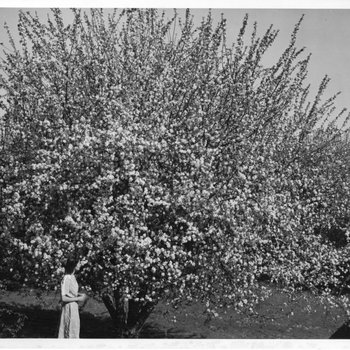 Columbia Basin Orchard