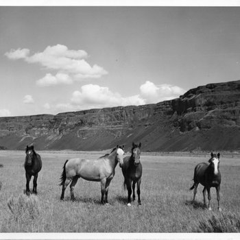 Horses at Grand Coulee Dam