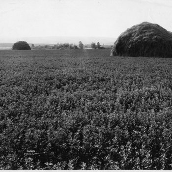 Alfalfa Crops
