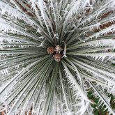 Frosted Pinecone