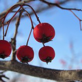 Berries in Winter