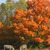 Zebras in Autumn