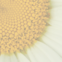 The DAISY Foundation Grant Reports