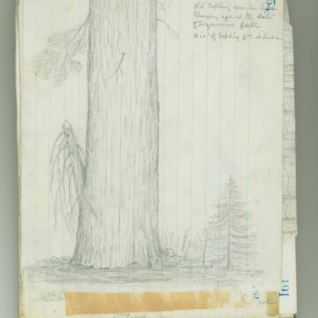 Sequoia Studies from Yosemite South End of Belt at White River