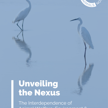 Unveiling the Nexus