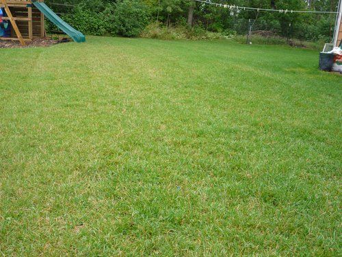 backyard with Kentucky Bluegrass sod