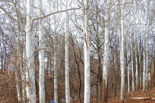 sycamore trees