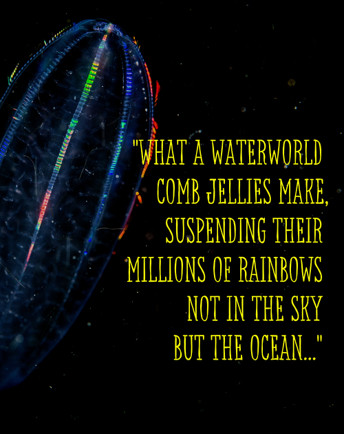 comb jellies. Text: What a waterworld comb jellies make, suspending their millions of rainbows not in the sky but the ocean.