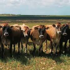 Beef