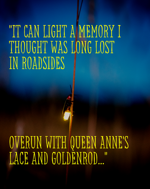 firefly. text: It can light a memory I thought was long lost in roadsides overrun with Queen Anne&#x27;s Lace and goldenrod.
