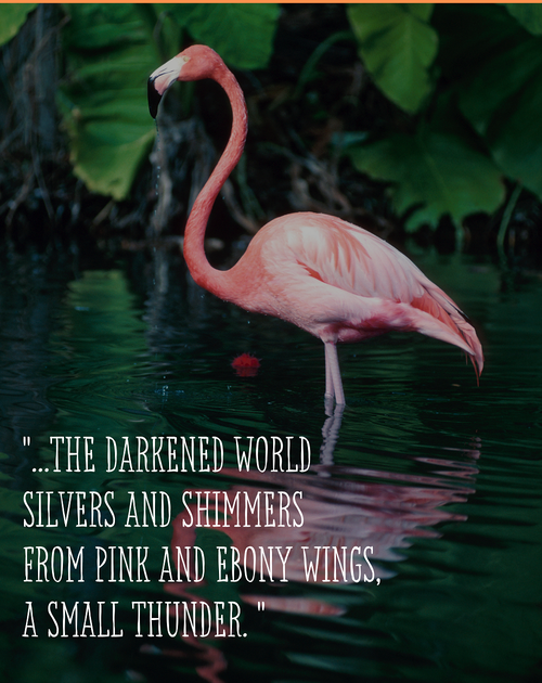 flamingo. text: the darkened world silvers and shimmers from pink and ebony wings, a small thunder