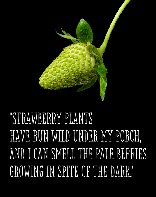green strawberry. text: Strawberry plants have run wild under my porch and I can smell the pale berries growing in spite of the dark.