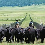 Livestock & Range