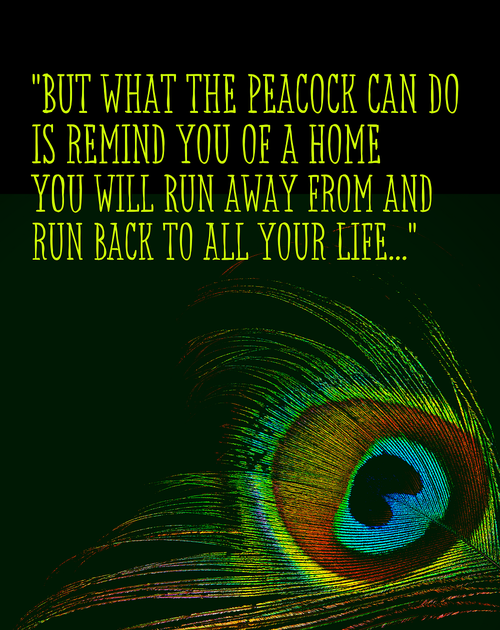 peacock. text: but what the peacock can do is remind you of a home you will run away from and run back to all your life.