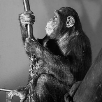 Changes in Frontoparietotemporal Connectivity following Do-As-I-Do Imitation Training in Chimpanzees (Pan troglodytes)