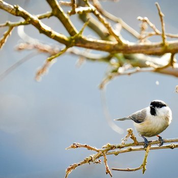 Complex relationships between climate and reproduction in a resident montane bird