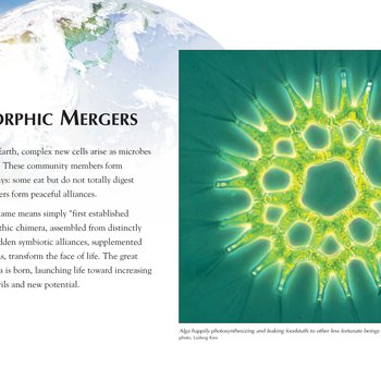 Panel 35: Metamorphic Mergers