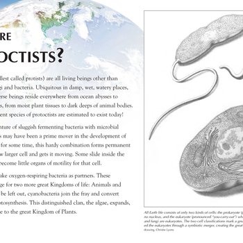 Panel 36: What Are Protoctists?