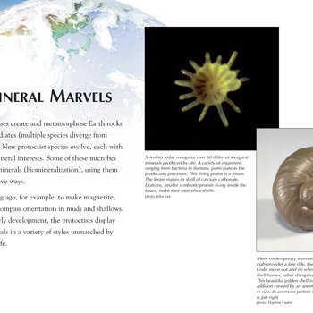 Panel 45: Mini-Mineral Marvels