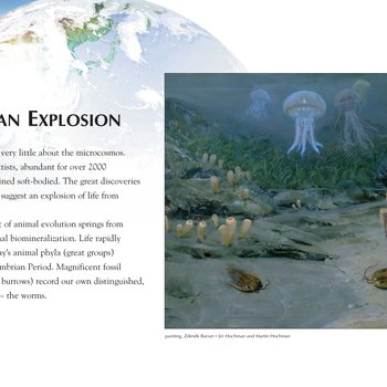 Panel 53: Cambrian Explosion