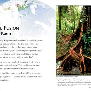 Panel 58: Fungal Fusion: Plant-It Earth