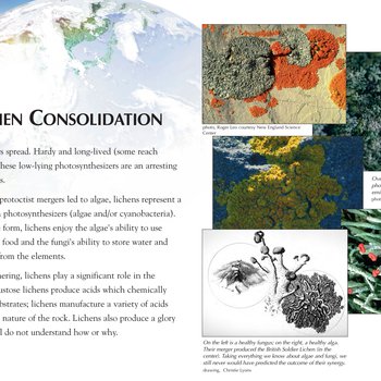 Panel 61: The Lichen Consolidation