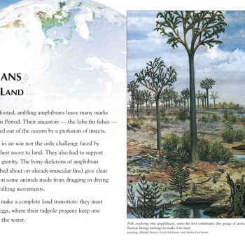 Panel 63: Amphibians: Lured To Land