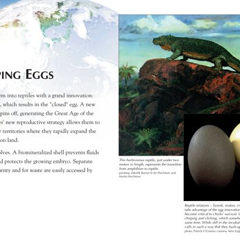 Panel 66: Enveloping Eggs